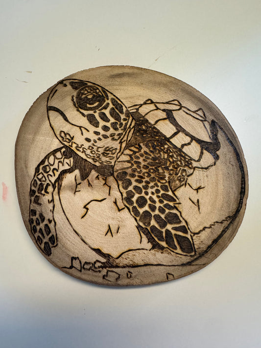 Hatching Sea Turtle